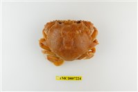 藏品(頑強黎明蟹)的圖片